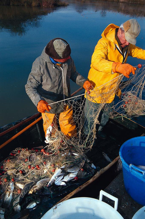 La pesca, in particolare dell'anguilla, è una delle principali attività economiche all'interno del Parco del Delta del Po