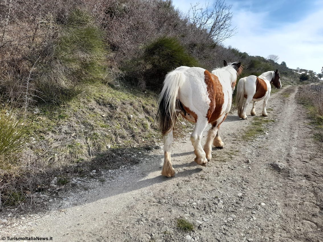L’agriturismo vola verso i 2 miliardi di valore: al via ad Arezzo AgrieTour, Salone dell’agriturismo