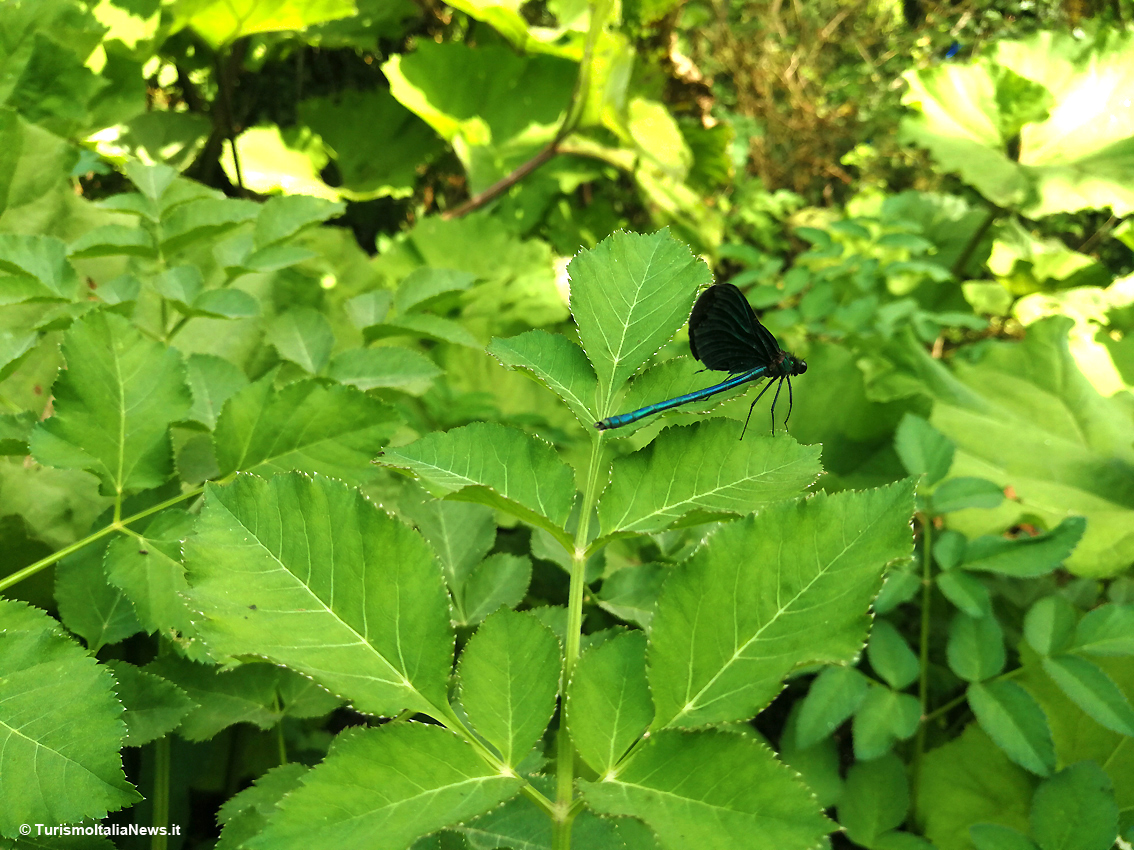 Blue Eye, la Natura ha un occhio azzurro: in Albania una sorgente sotterranea origina un fenomeno di grande attrazione