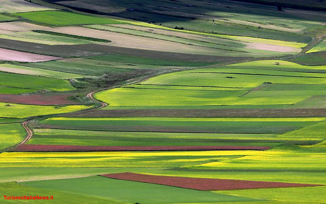 Piani di Castelluccio, la Fiorita è un miracolo della Natura: la policromia straordinaria delle tante specie floreali (foto Clelia Nocchi)