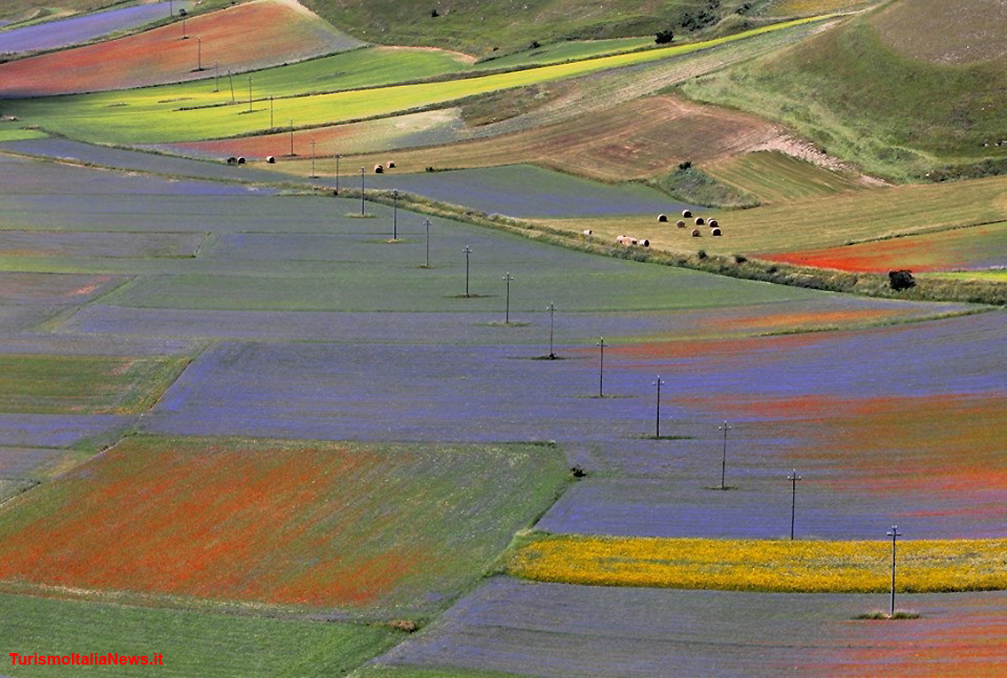 Piani di Castelluccio, la Fiorita è un miracolo della Natura: la policromia straordinaria delle tante specie floreali (foto Clelia Nocchi)