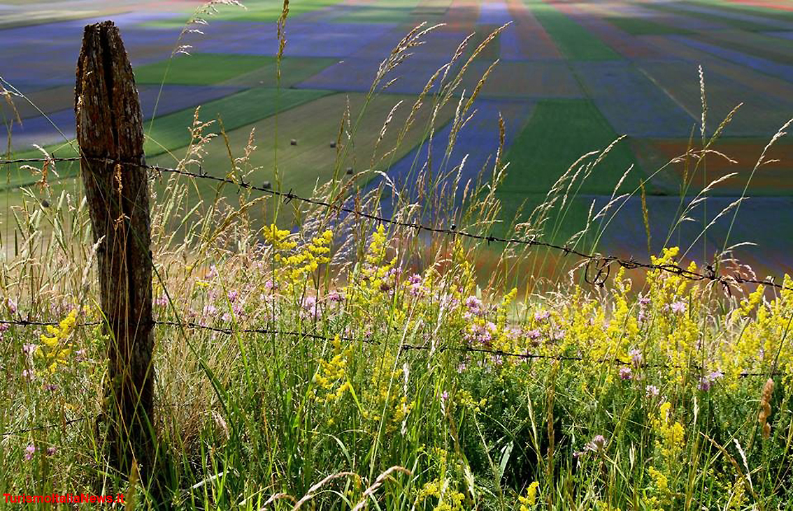 Piani di Castelluccio, la Fiorita è un miracolo della Natura: la policromia straordinaria delle tante specie floreali (foto Clelia Nocchi)