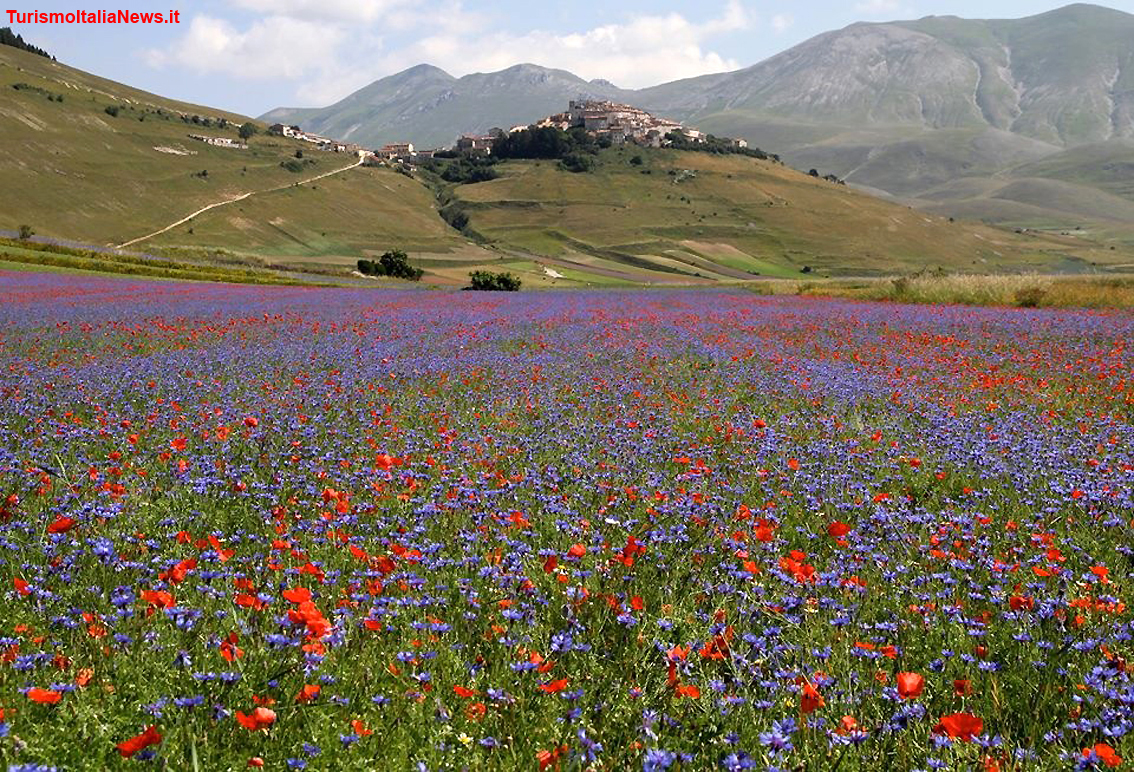 Piani di Castelluccio, la Fiorita è un miracolo della Natura: la policromia straordinaria delle tante specie floreali (foto Clelia Nocchi)