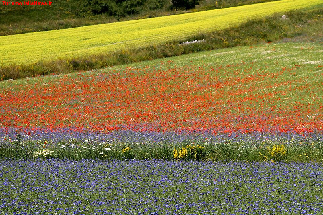 Piani di Castelluccio, la Fiorita è un miracolo della Natura: la policromia straordinaria delle tante specie floreali (foto Clelia Nocchi)