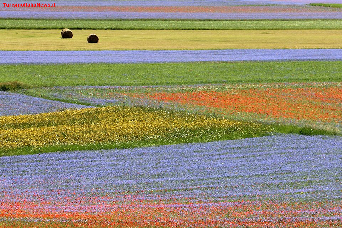 Piani di Castelluccio, la Fiorita è un miracolo della Natura: la policromia straordinaria delle tante specie floreali (foto Clelia Nocchi)