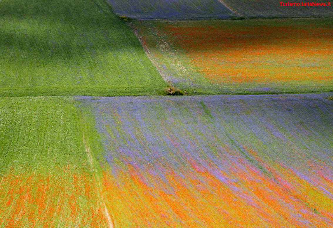 Piani di Castelluccio, la Fiorita è un miracolo della Natura: la policromia straordinaria delle tante specie floreali (foto Clelia Nocchi)