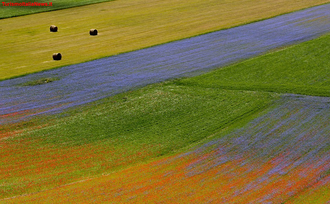 Piani di Castelluccio, la Fiorita è un miracolo della Natura: la policromia straordinaria delle tante specie floreali (foto Clelia Nocchi)