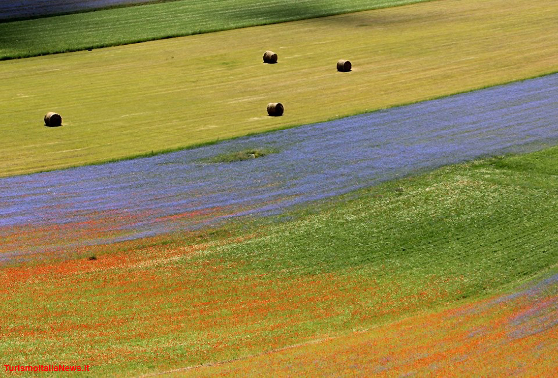 Piani di Castelluccio, la Fiorita è un miracolo della Natura: la policromia straordinaria delle tante specie floreali (foto Clelia Nocchi)