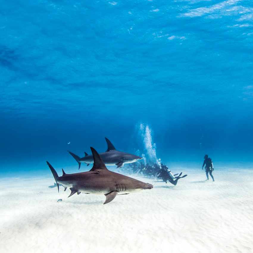 images/stories/bahamas/Bahamas_Diving_01.jpg