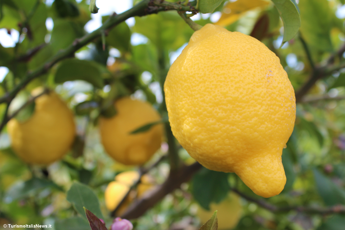 images/stories/calabria/RoccaImperiale_LimoneIgp_01.jpg