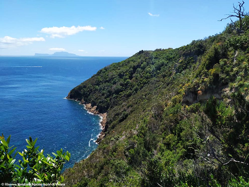 images/stories/campania/Isola_di_Vivara_RiservaNaturaleStatale_03.jpg