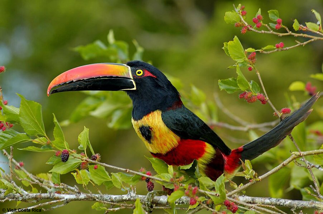 Costa Rica, il viaggio che segue il ritmo della natura: quattro tappe per esplorare il paradiso della biodiversità