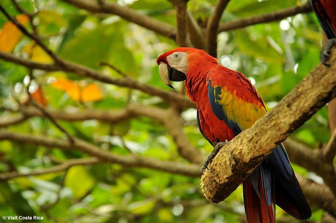 Costa Rica, il viaggio che segue il ritmo della natura: quattro tappe per esplorare il paradiso della biodiversità