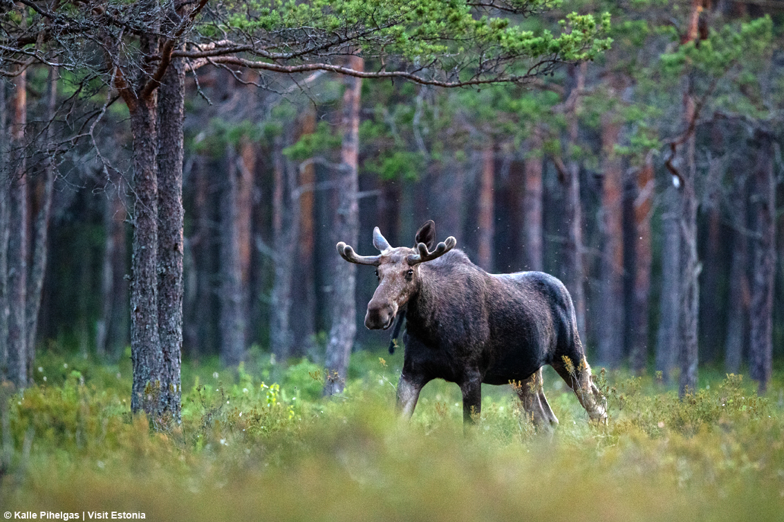 Anche la natura è protagonista in Estonia