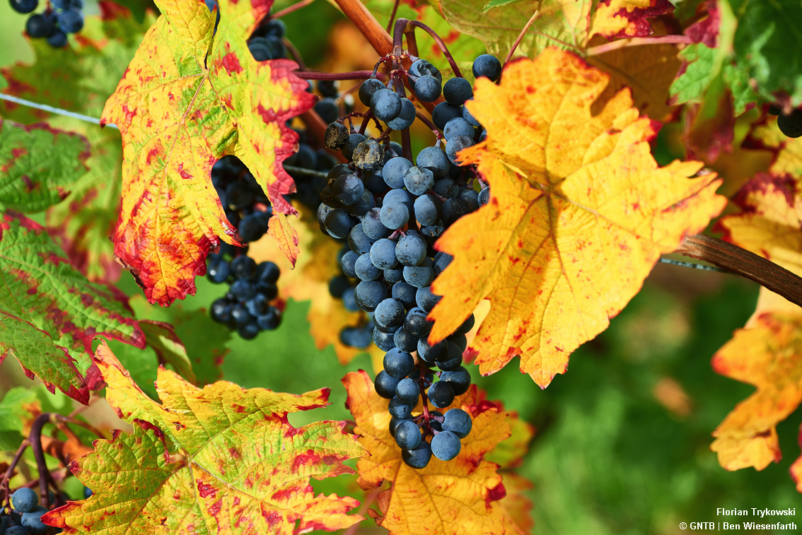 Germania, le Strade del vino anche in versione ciclo-escursionistica spunto ideale per wine tour originali e con sigillo di qualità