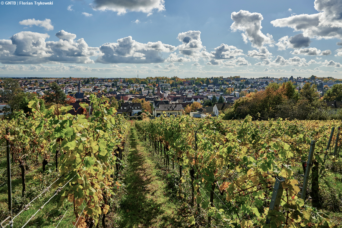 Germania, le Strade del vino anche in versione ciclo-escursionistica spunto ideale per wine tour originali e con sigillo di qualità