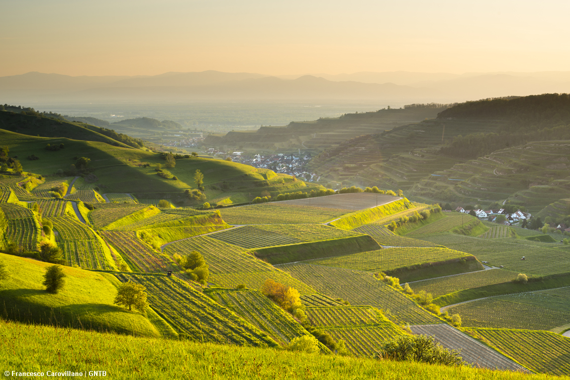 Germania, le Strade del vino anche in versione ciclo-escursionistica spunto ideale per wine tour originali e con sigillo di qualità