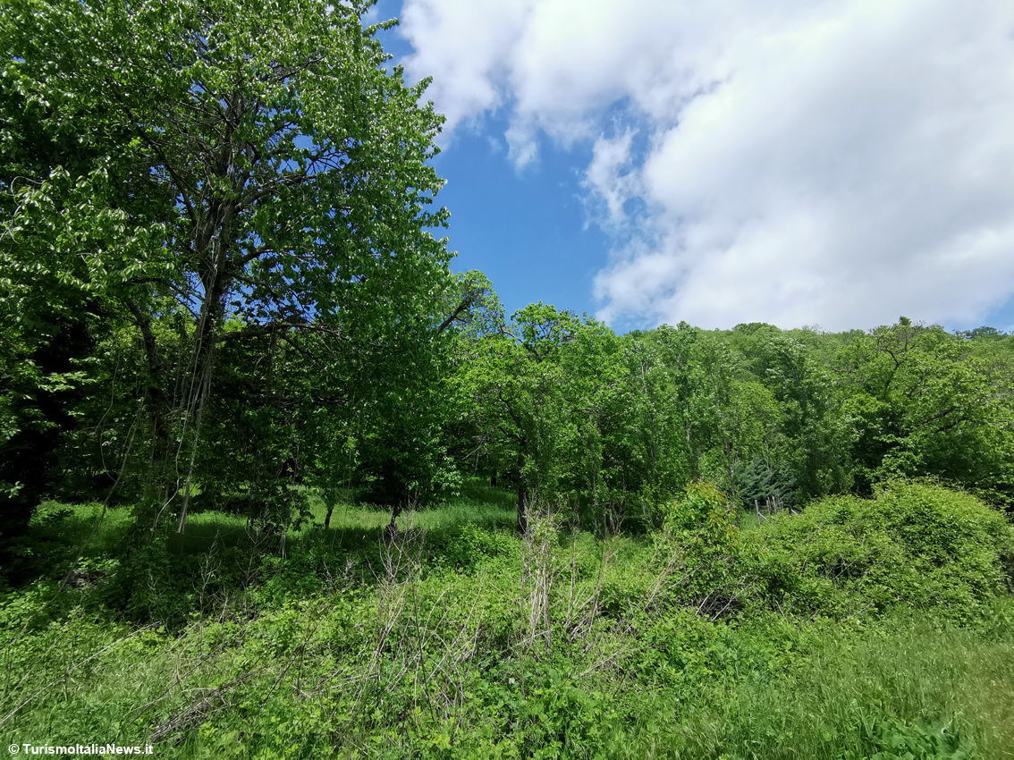 La faggeta dei Monti Cimini