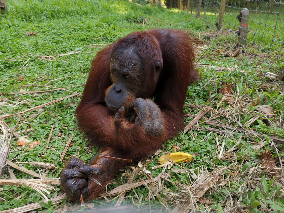 Malesia, a tu per tu con l’orangotango: ecco come vengono protetti dalla Bukit Merah Orang Utan Island Foundation 