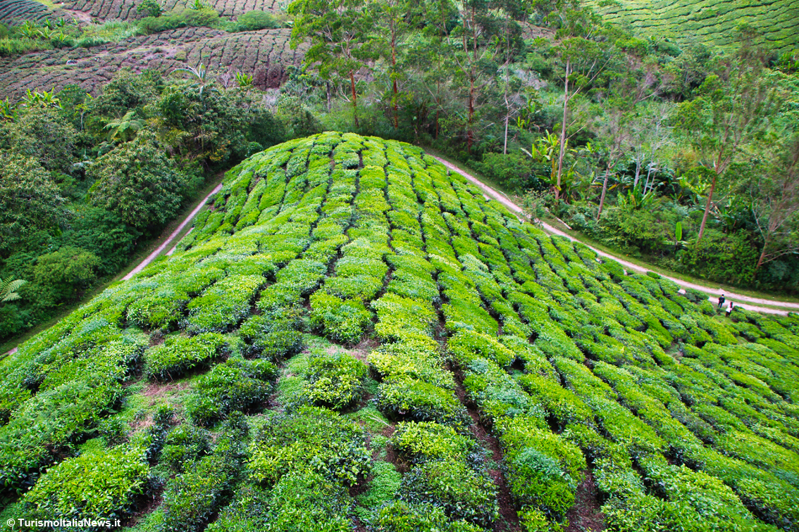 http://www.turismoitalianews.it/images/stories/malesia/CameronHighlands_PiantagioneBoh_03.jpg