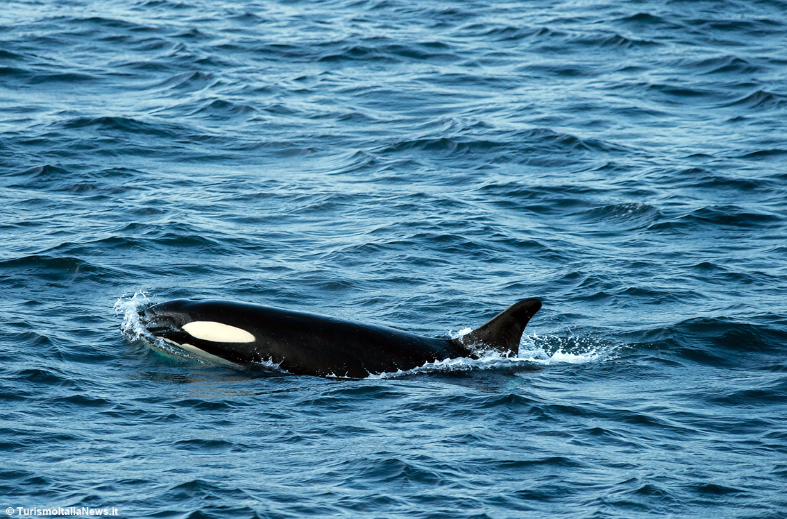 images/stories/norvegia/BalenaWhalesafari01.jpg