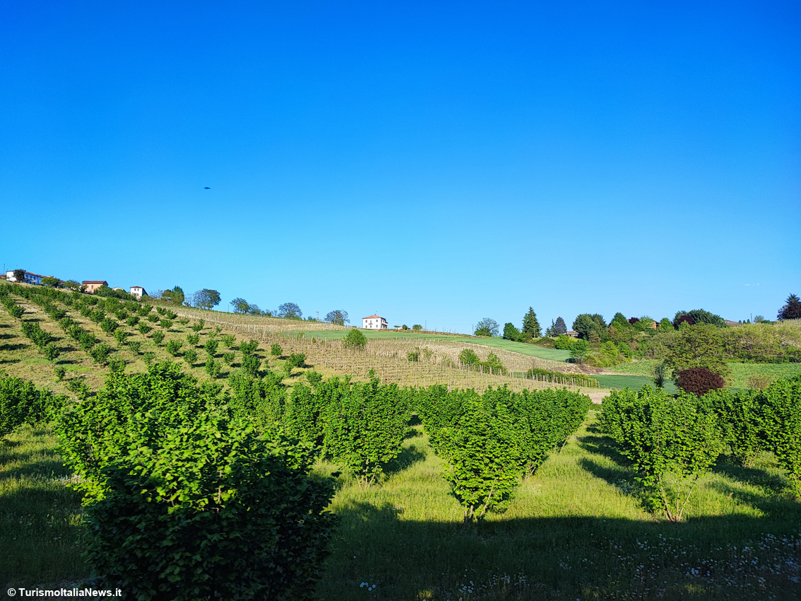 Piemonte, profumatissime fioriture di lavanda: 11 luoghi per scoprire lo spettacolo viola nell’Alessandrino e nel Monferrato