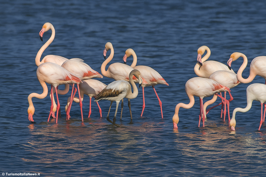 La Riserva Regionale Orientata della Salina e Dune di Torre Colimena