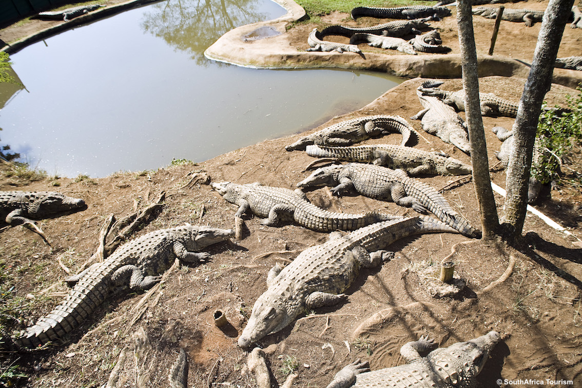 Turismo responsabile: il Sudafrica lavora per interagire in modo rispettoso con gli animali, semplici consigli per viaggiatori (foto Sa Tourism)