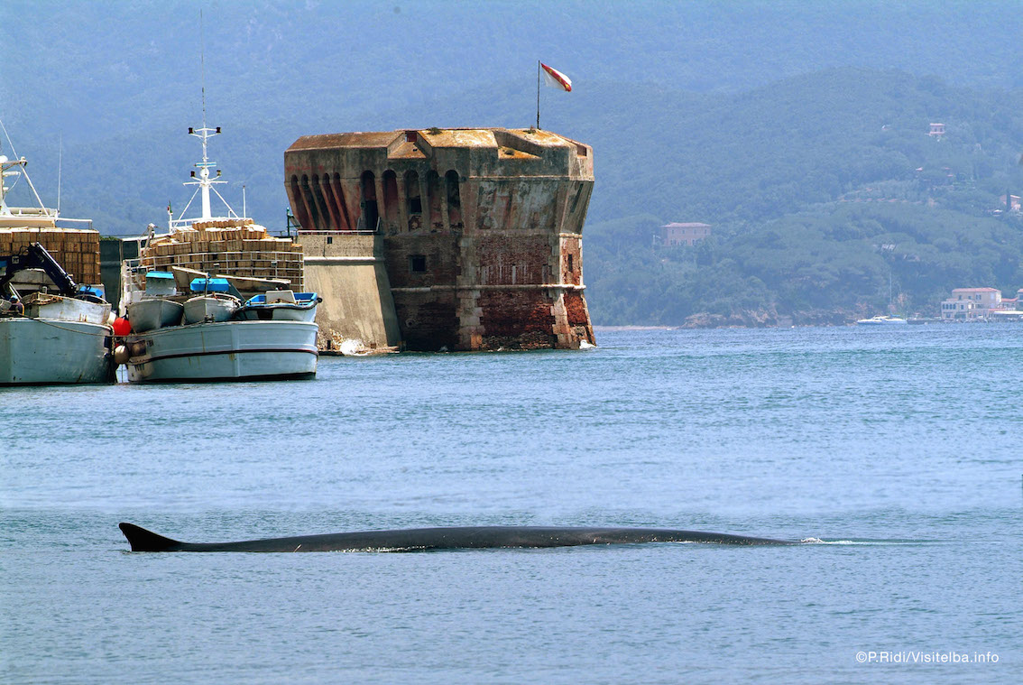 Isola d’Elba: 10 cose da fare per rendere unica la vacanza nella meta più desiderata dagli italiani (foto Visit Elba - R. Ridi)