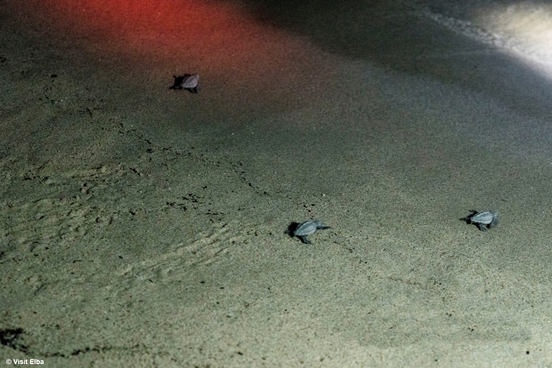 Isola d’Elba: 10 cose da fare per rendere unica la vacanza nella meta più desiderata dagli italiani (foto Visit Elba)