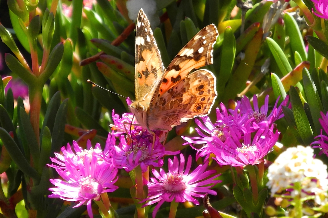 Isola d’Elba: 10 cose da fare per rendere unica la vacanza nella meta più desiderata dagli italiani (foto Visit Elba)