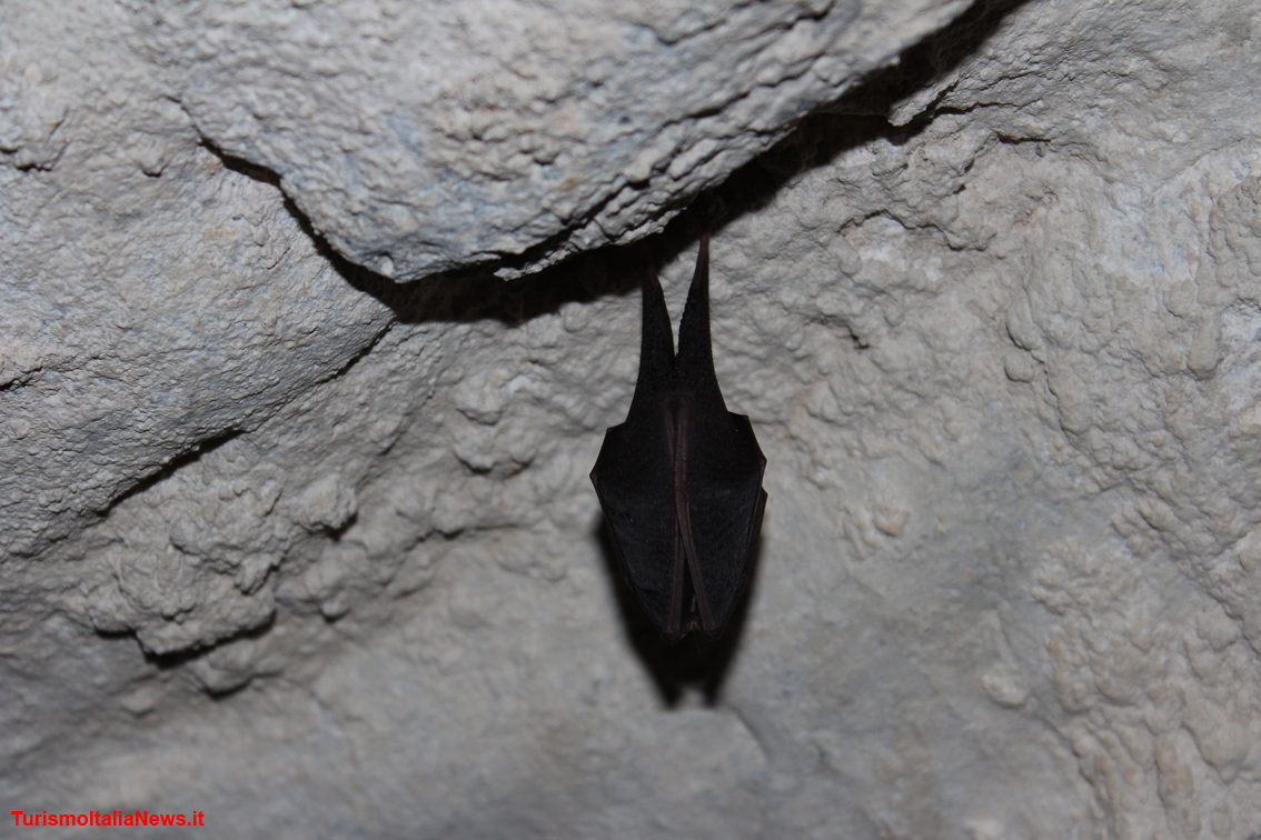 Nelle Grotte di Equi vivono alcune specie di pipistrelli