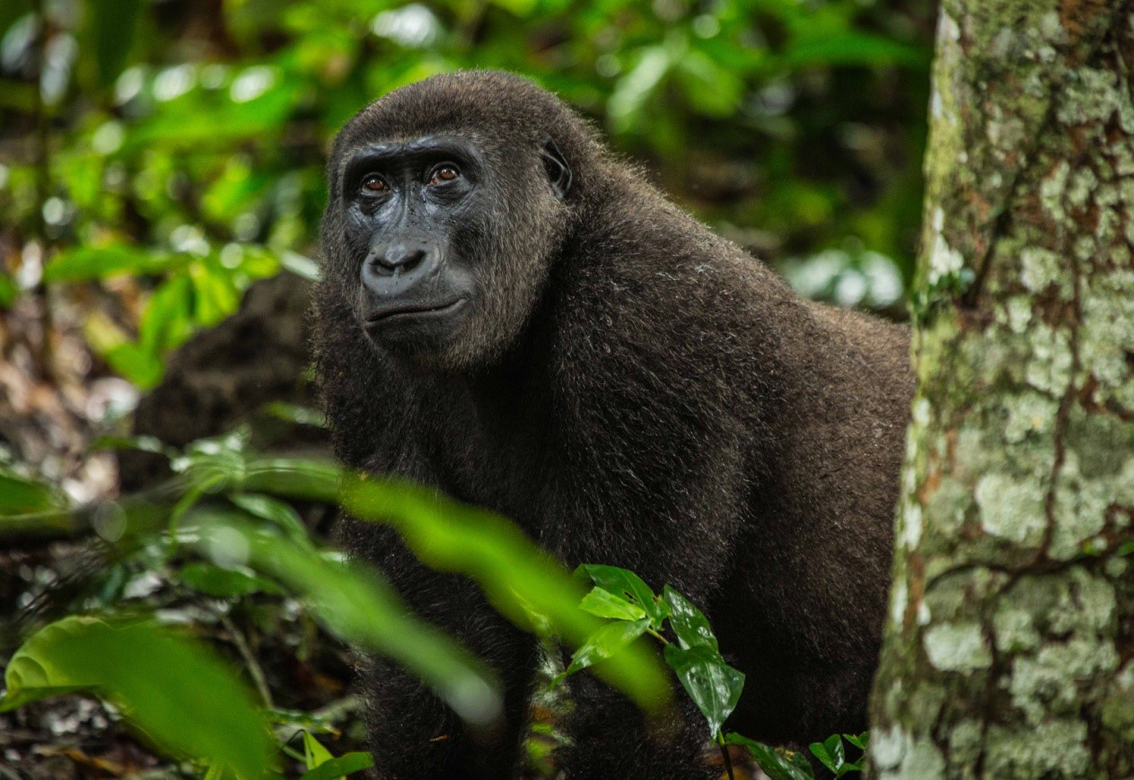 images/stories/tour_operator/AfricandoCongo01.jpg
