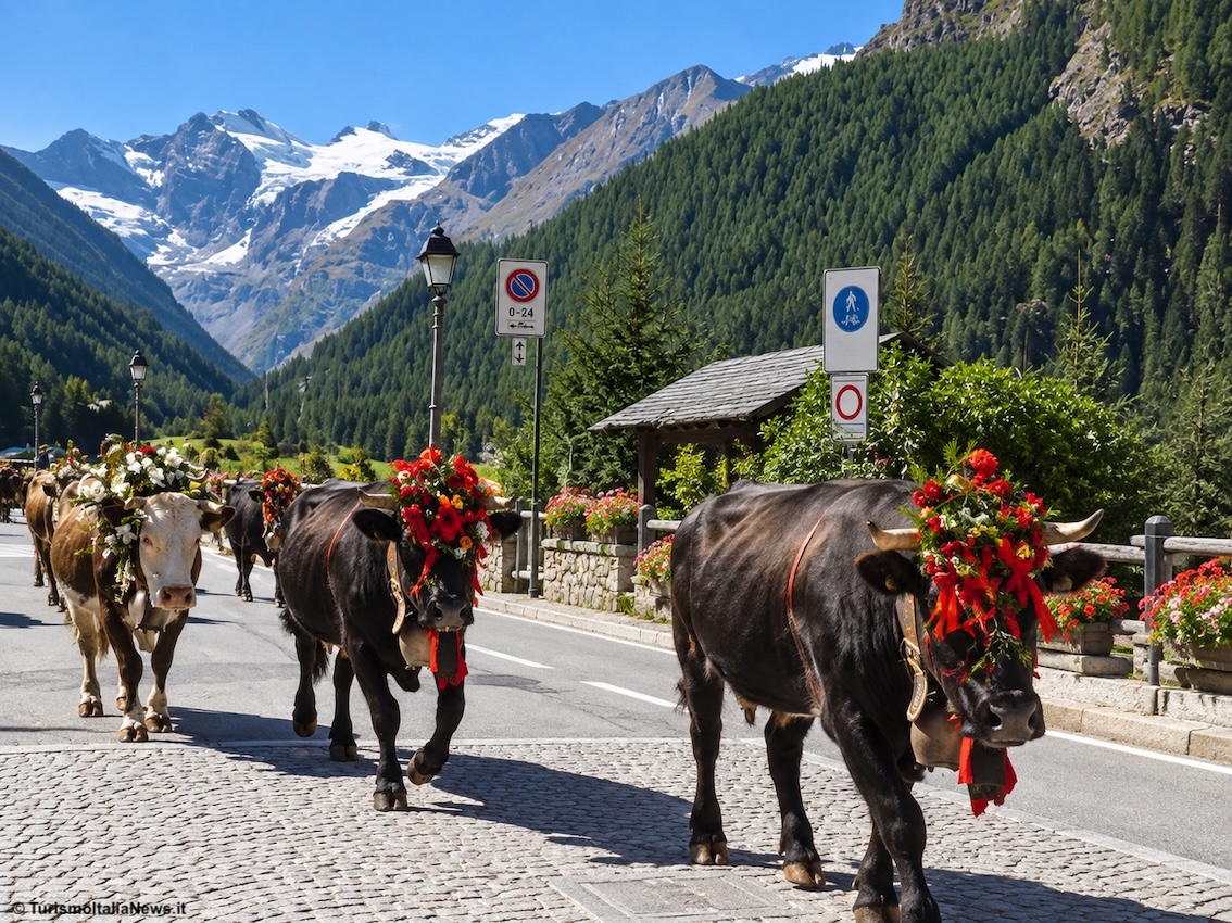 Valle d’Aosta, a Cogne ritorno delle regine: la Devétéya porta a valle l’antico rito degli alpeggi