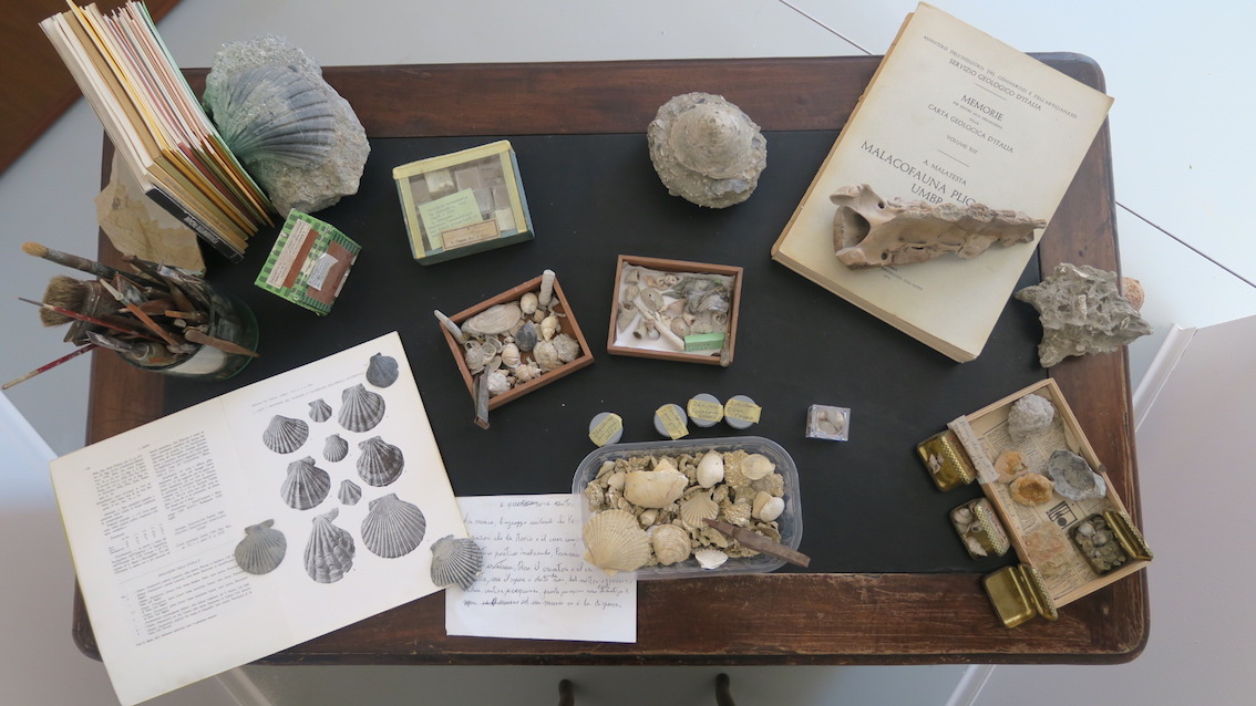 Nel Podere Millepioppi confiscato alla mafia, nel Parco dello Stirone, nasce MuMab, il Museo Mare Antico Biodiversità