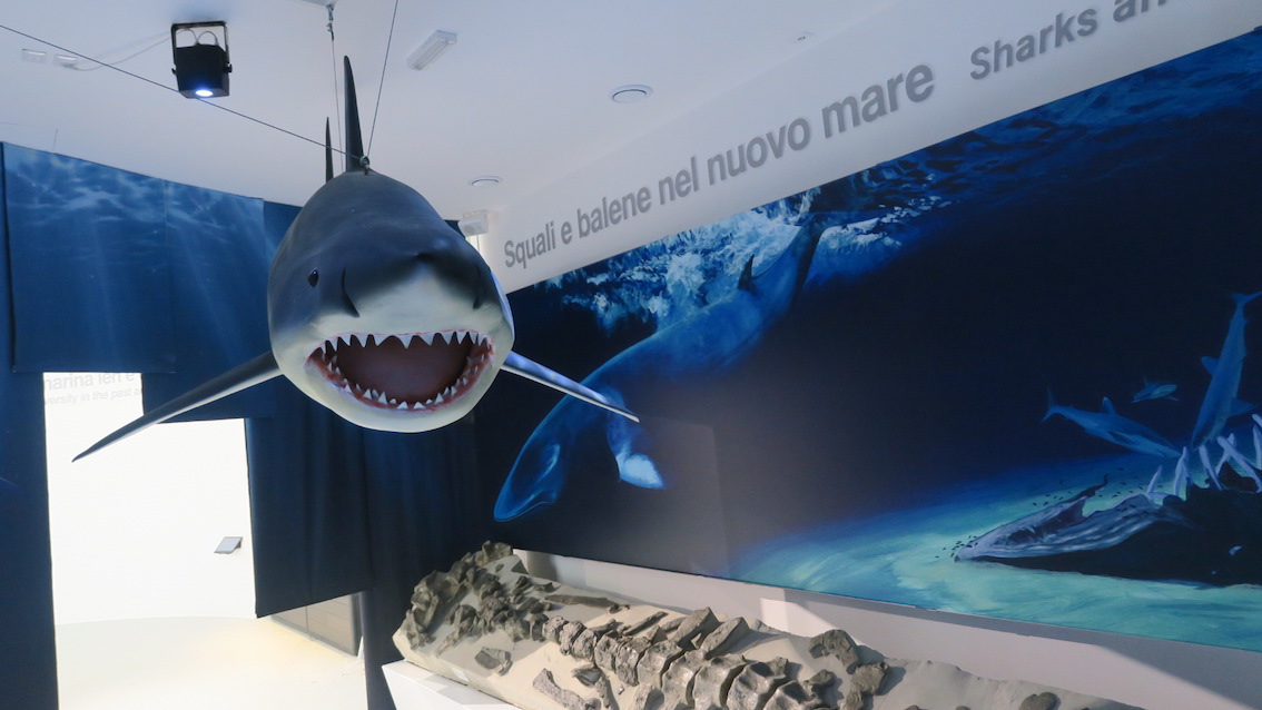 Nel Podere Millepioppi confiscato alla mafia, nel Parco dello Stirone, nasce MuMab, il Museo Mare Antico Biodiversità