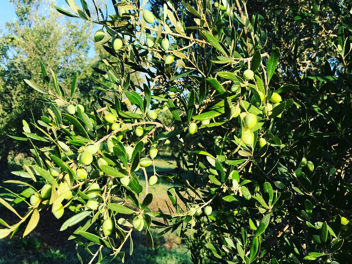 Tra dolcezza e salinità, fra le lagune del Golfo di Ambracia, nasce un Extravergine unico: lo firma Padre Vasileios