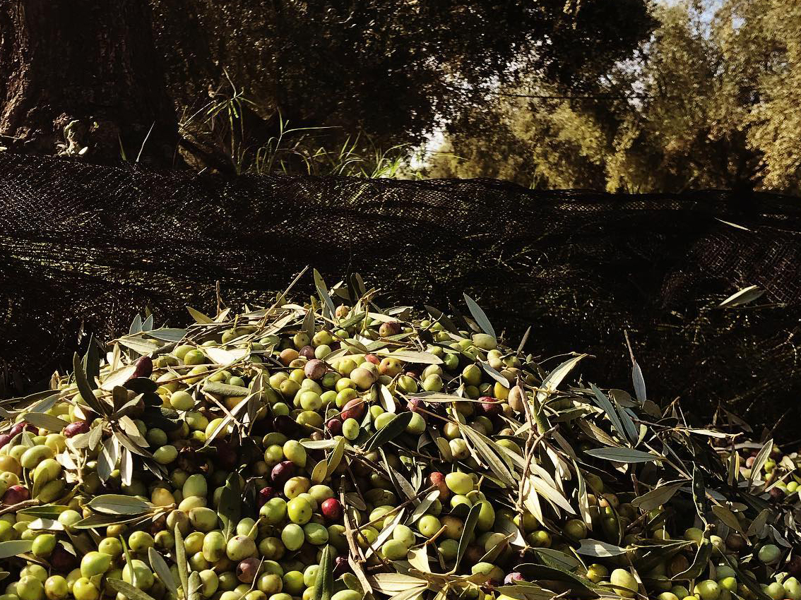 Tra dolcezza e salinità, fra le lagune del Golfo di Ambracia, nasce un Extravergine unico: lo firma Padre Vasileios
