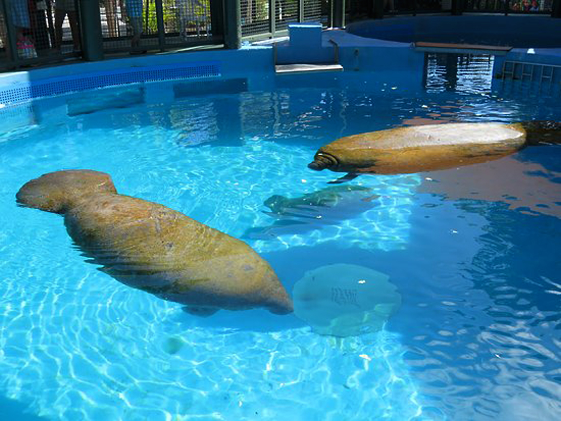 Per il Miami Seaquarium in Florida la gestione verso The Dolphin Company, la multinazionale messicana che gestisce parchi in Italia e nel mondo