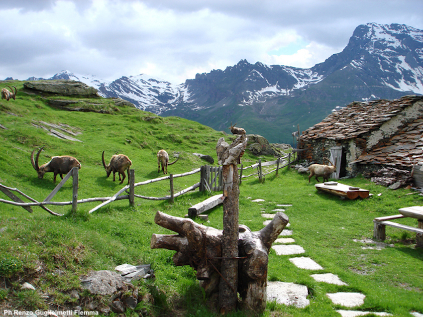 images/stories/varie_2021/ParcoGranParadiso01.jpg