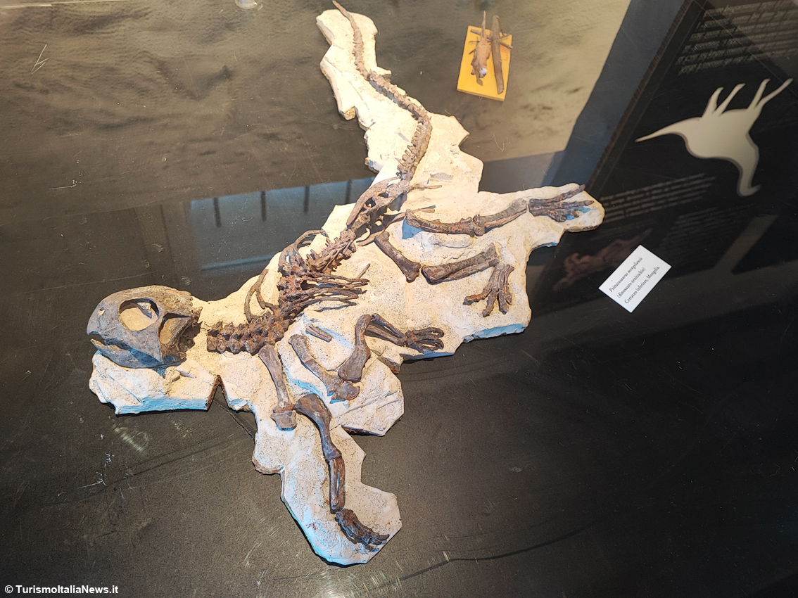 “Fossili, il passato ritrovato”: con la mostra paleontologica di Serrapetrona un viaggio affascinante tra antichissimi narratori di mondi perduti