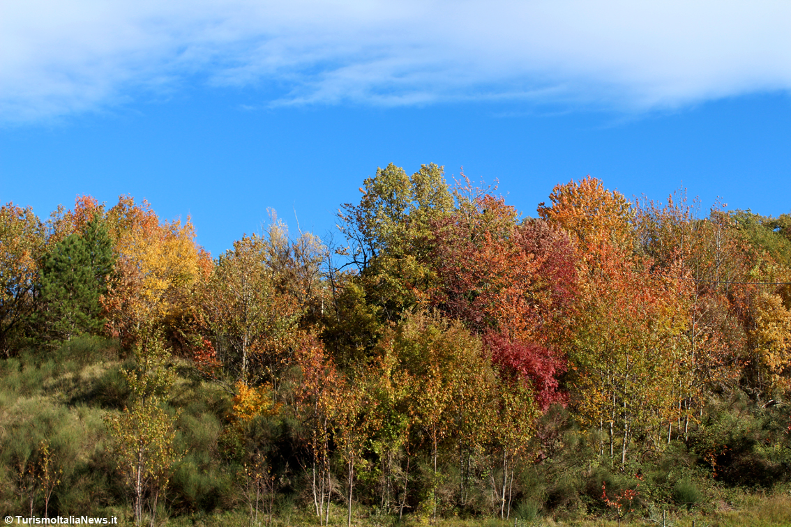 images/stories/varie_2022/Bosco_01.jpg
