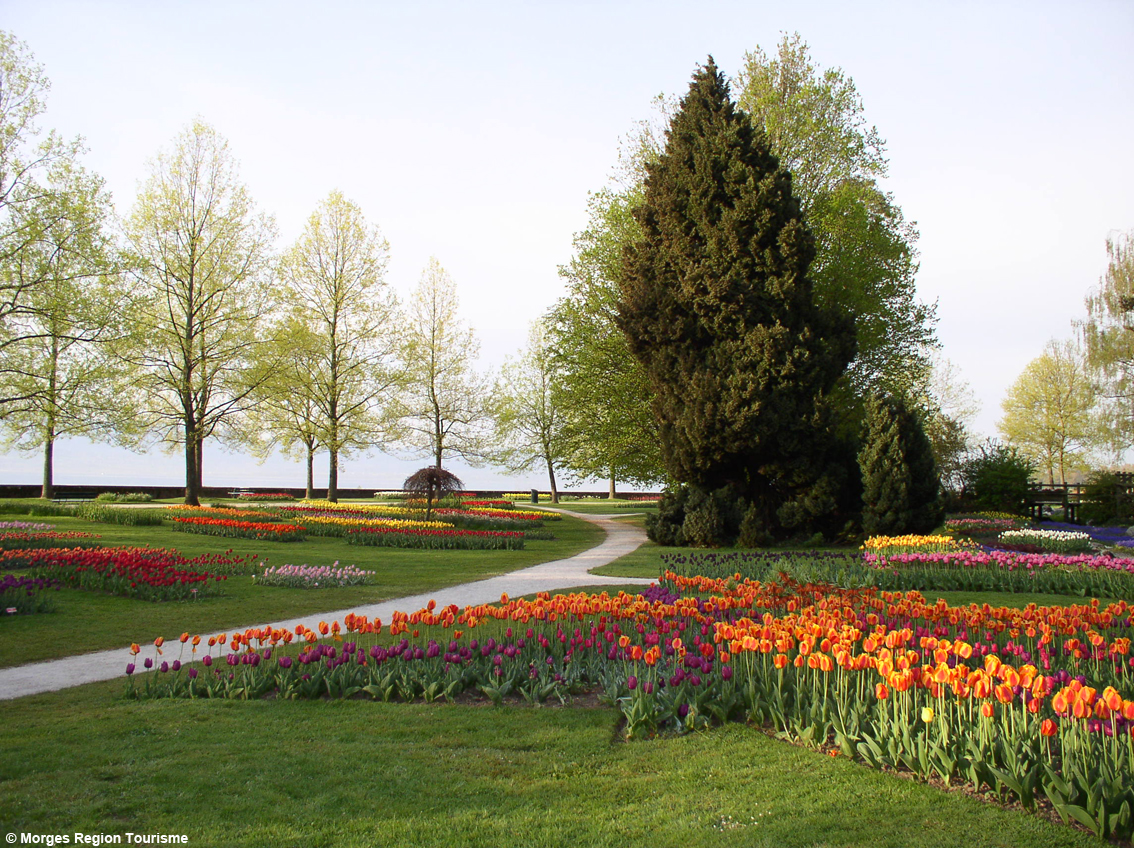 Spettacoli di fiori da non mancare: la Primavera sul Lago di Ginevra regala tappeti profumati e una moltitudine di colori