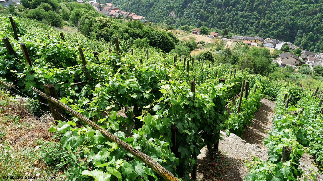 Quattro passi tra i vini della Valle di Susa, territorio meraviglioso da scoprire: Avanà, Becquét, Baratuciat