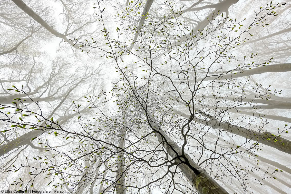Terza classificata l’immagine “Tra inverno e primavera” di Elisa Confortini, in cui in una nebbiosa giornata invernale nel bosco ancora spoglio, l’aprirsi delle gemme preannuncia la primavera