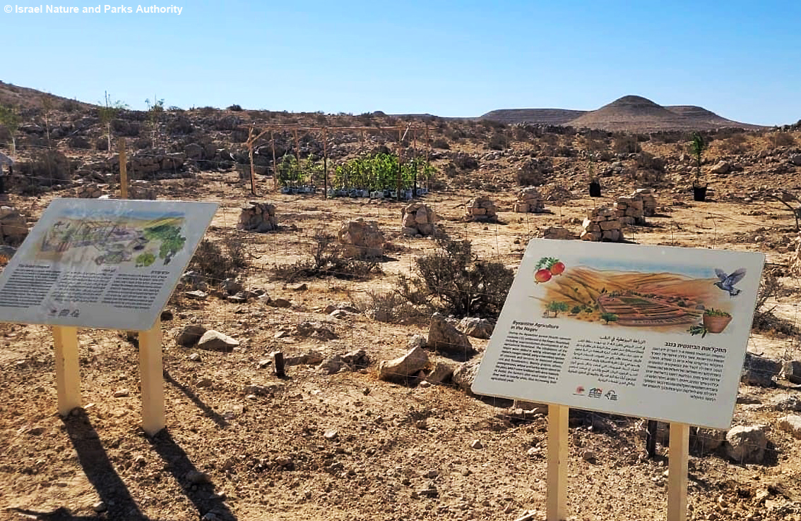 Israele, Deserto del Negev: antiche varietà di uva rinascono nel parco di Avdat