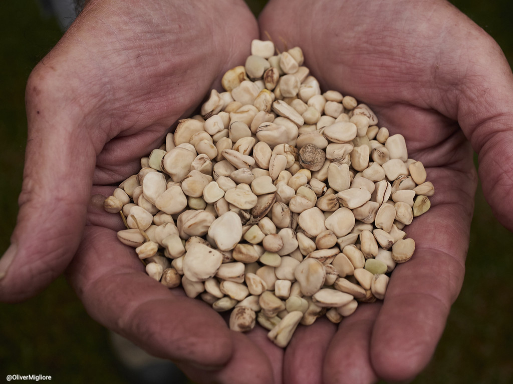 Riscoperto in Liguria un legume antico: il moco delle valli del fiume Bormida diventa Presidio Slow Food