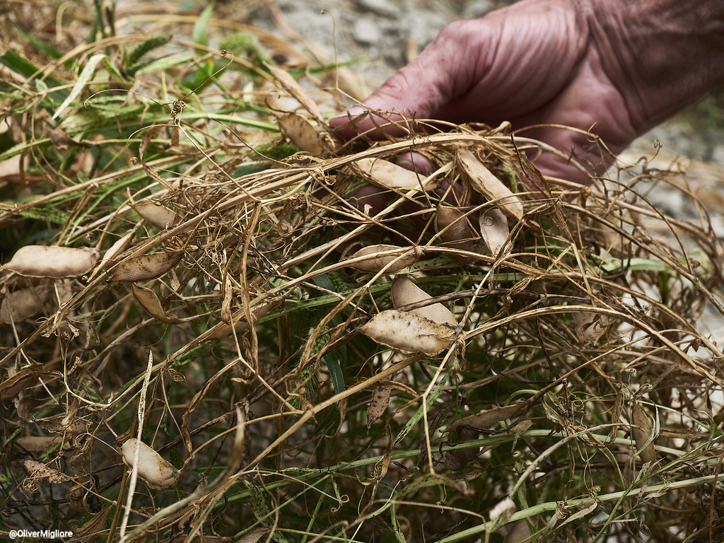 Riscoperto in Liguria un legume antico: il moco delle valli del fiume Bormida diventa Presidio Slow Food