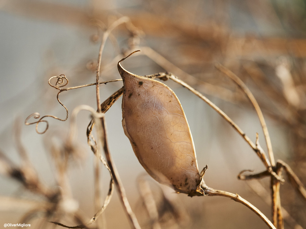 Riscoperto in Liguria un legume antico: il moco delle valli del fiume Bormida diventa Presidio Slow Food