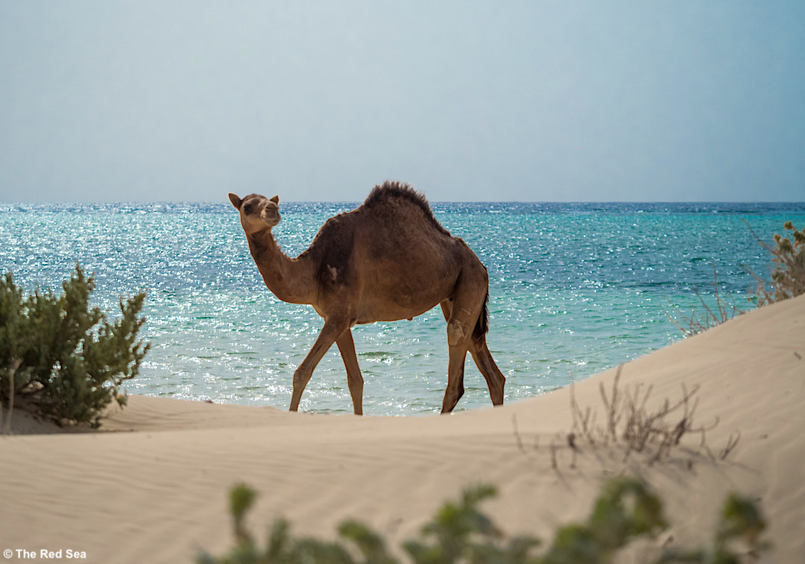 Arabia Saudita: la nuova destinazione turistica situata sulla costa occidentale è The Red Sea, meta Must to See per il 2023